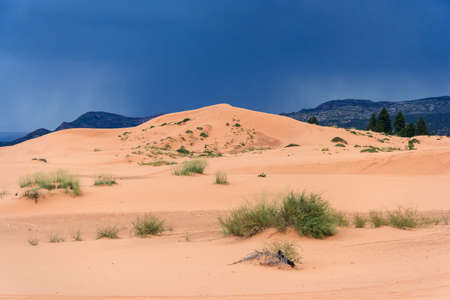 Coral Pink Sand Dunes State Park in Utah at sunsetの写真素材