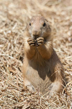Ground squirrel also known as Spermophilus in its natural habitat