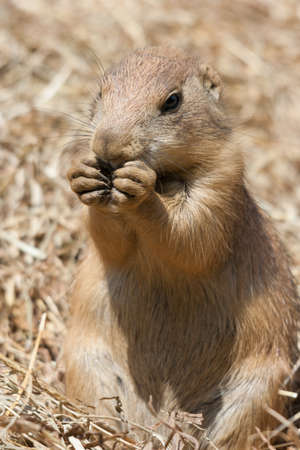 Ground squirrel also known as Spermophilus in its natural habitatの写真素材