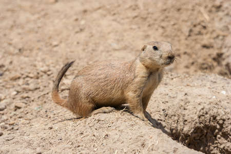 Ground squirrel also known as Spermophilus is guarding its hole by its entrance
