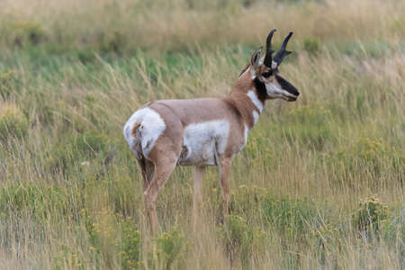 Baby Deer at Yellowstone National Park, USAの写真素材