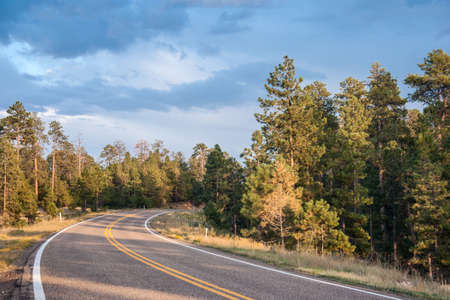 Highway in the forest of central Wyomingの写真素材