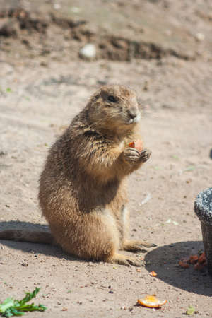 Ground squirrel also known as Spermophilus in its natural habitat