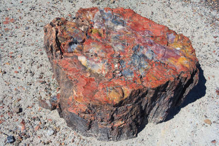 Petrified trunk in Petrified Forest National Park, Arizona, USAの写真素材