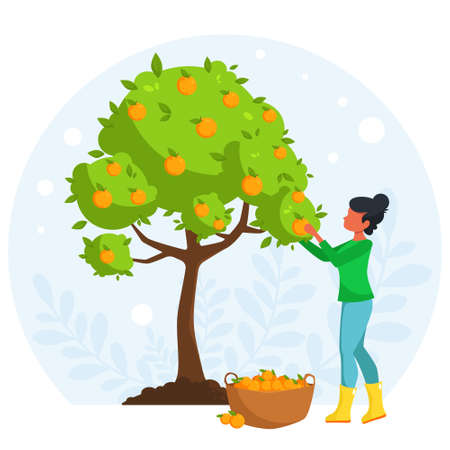Woman working in the garden. Woman harvesting from an orange tree. Orange tree. Vector illustration in flat style.のイラスト素材