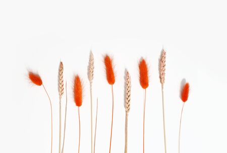 Orange lagurus and wheat isolated on white background