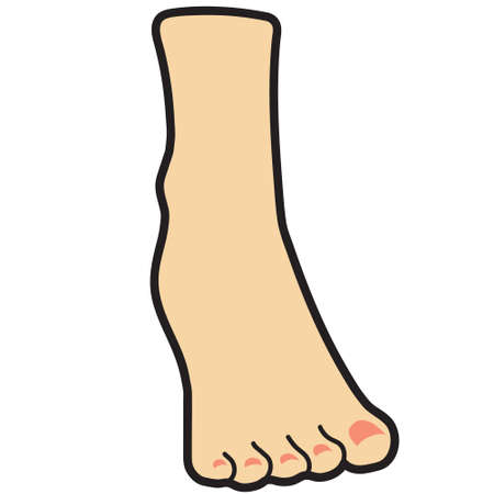 Human Body And Organ illustration vector. This vector is perfectly crafted for various purposes on the topic of: Human Body And Organのイラスト素材