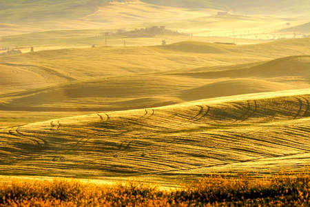 tuscan fields