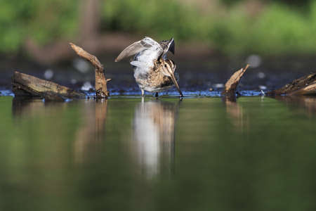 Common Snipe Gallinago gallinagoの写真素材