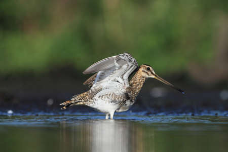 Common Snipe Gallinago gallinago