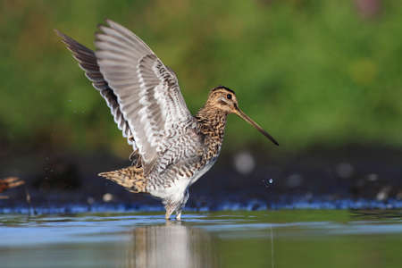 Common Snipe Gallinago gallinagoの写真素材