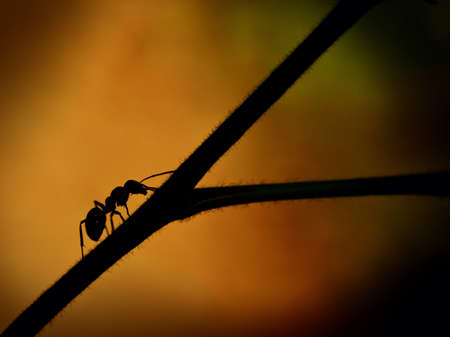Antの素材