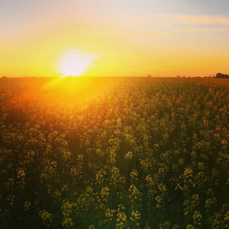 Field of goldの素材