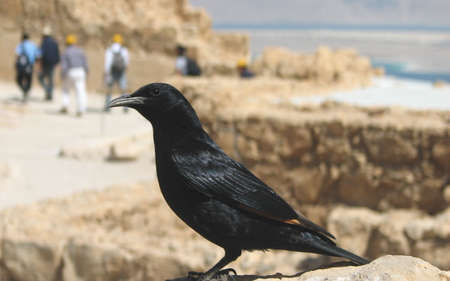 bird tristramiiの写真素材