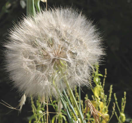 spherical plant