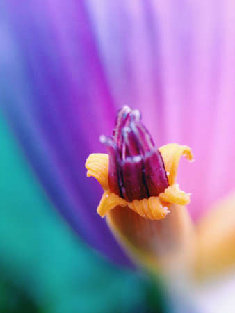 Banana flower shoot close upの素材