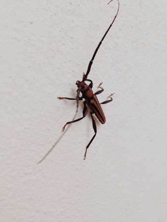 Insect 