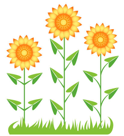 Three sunflowers. Isolated on white.のイラスト素材