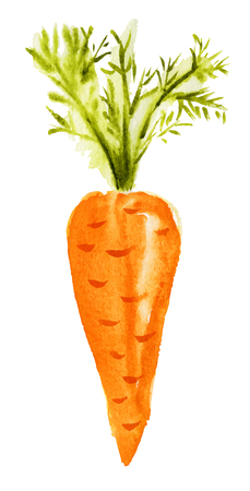 Carrot isolated on white. Watercolor hand-drawn illustration. のイラスト素材