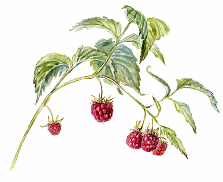 Raspberry isolated on white. Watercolor hand-drawn illustration. のイラスト素材