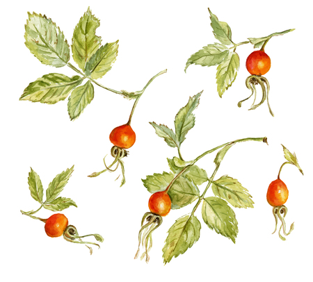 Dogroses set. Watercolor illustration.のイラスト素材