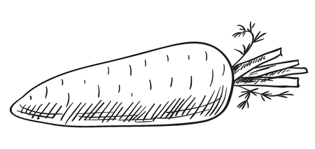 The carrot. Fast sketch. Vector linear illustration. Isolated on white.のイラスト素材