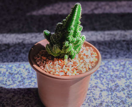 Cactusの写真素材