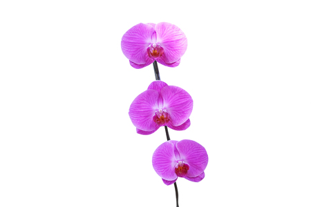 Purple Inflorescence orchidの写真素材