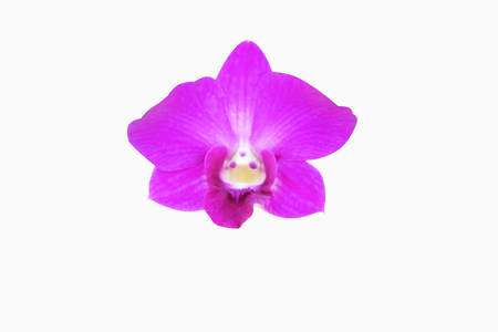Violet orchid isolated on white backgroundの写真素材