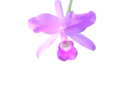 purple orchid isolatedの写真素材