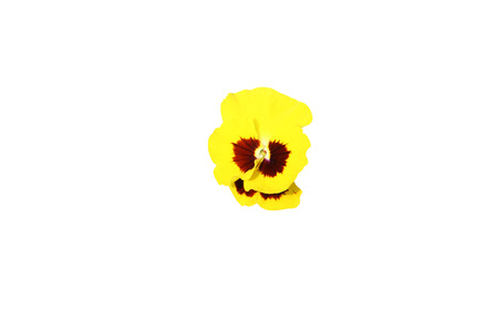 Colourful pansy  flowersの写真素材