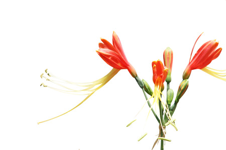 Bouquet of orange queen lily flowers with long yellow pollens, blooming only summer seasonの写真素材