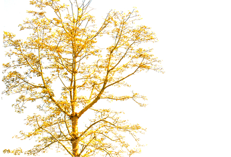 Orange tree on white backgroundの写真素材