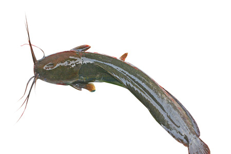 Catfish,Batrachian walking catfish,freshwater fish
