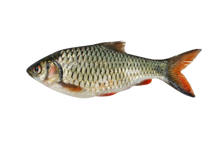 Siamese mud carp,small freshwater,asia