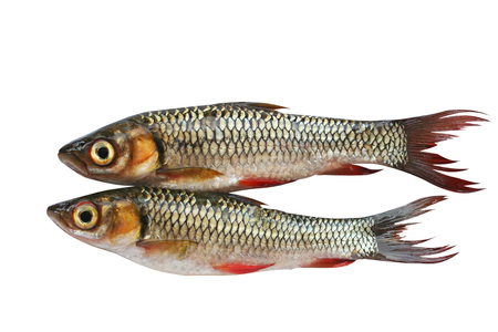 Sulatan fish is  new breeding,Small freshwater fishの写真素材