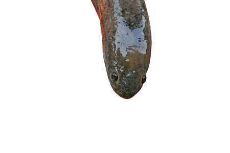 Snakehead fish,fresh water fish,asia
