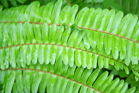 fern leaves backgroundの写真素材