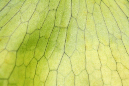 Pattern of green leaves,Platycerium wallichii Hook