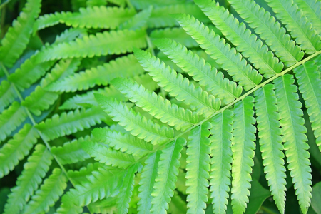 Green fern leaves on background