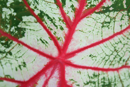 Beautiful red lined pattern in green leaves  on backgroundの写真素材