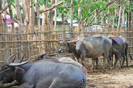 Animals feeling lack of freedom,Buffalo waiting for sale at sanpatong market in Chiangmai,Thailandの写真素材