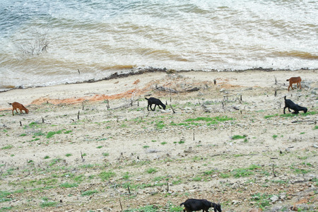 Brown goat group eating grass near riverの写真素材