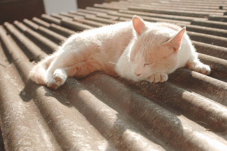 Cat sleeping on the roofの写真素材