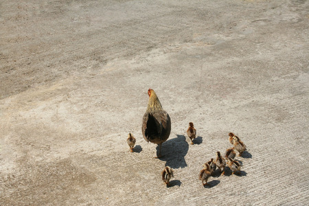 Hen with nine small chicksの写真素材