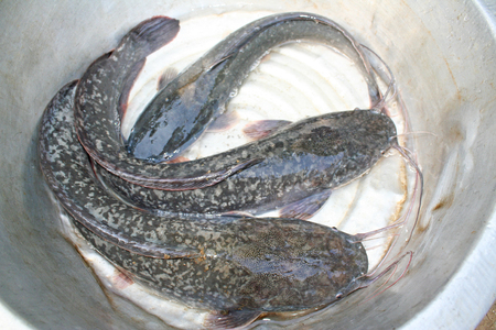 Walking catfishes in big bowlの写真素材