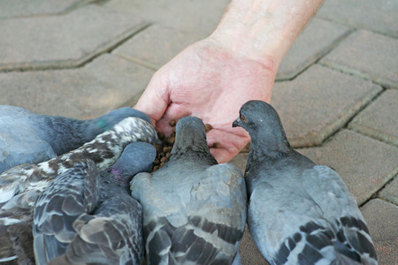 Birds eating feedの写真素材