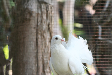 beautiful white birdの写真素材