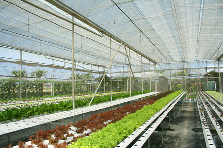 Hydroponics Vegetables in Greenhouseのeditorial素材
