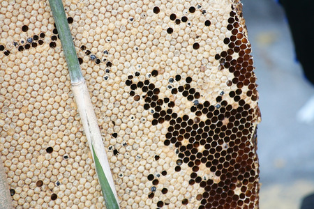 Texture honeycomb background